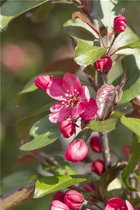 Zierapfel 'Royalty' - Malus 'Royalty' CAC - Baum