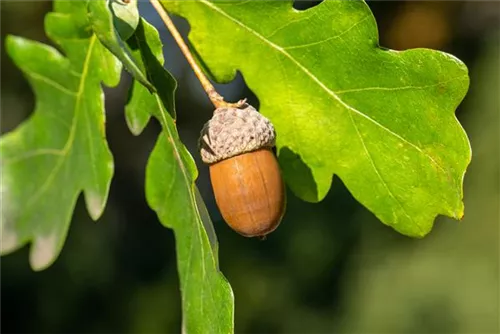 Stieleiche - Quercus robur