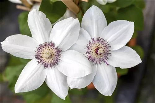 Waldrebe 'Miss Bateman' - Clematis 'Miss Bateman'