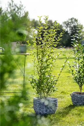 Goldliguster - Ligustrum ovalifolium 'Aureum'