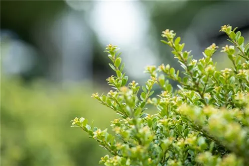 Berg-Ilex 'Glorie Dwarf' - Ilex crenata 'Glorie Dwarf' - Ziergehölze