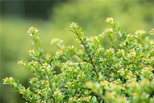 Berg-Ilex 'Glorie Dwarf' - Ilex crenata 'Glorie Dwarf' - Ziergehölze