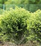 Berg-Ilex 'Glorie Dwarf' - Ilex crenata 'Glorie Dwarf' - Ziergehölze