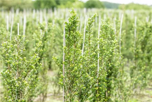 Berg-Ilex 'Glorie Dwarf' - Ilex crenata 'Glorie Dwarf' - Ziergehölze