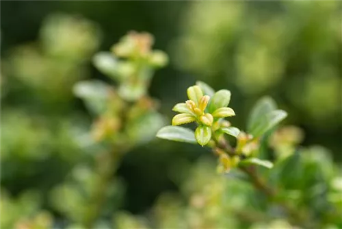 Berg-Ilex 'Glorie Dwarf' - Ilex crenata 'Glorie Dwarf' - Ziergehölze