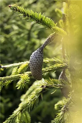 Zapfenfichte - Picea abies 'Acrocona'