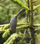 Zapfenfichte - Picea abies 'Acrocona'