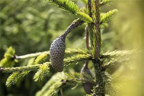 Zapfenfichte - Picea abies 'Acrocona'