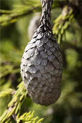 Zapfenfichte - Picea abies 'Acrocona'