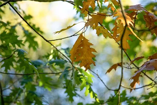 Amerik.Roteiche - Quercus rubra