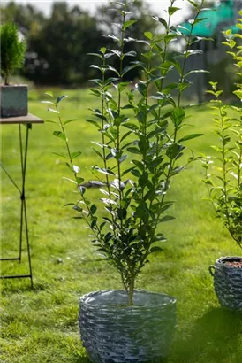 Schwarzgrüner Liguster 'Atrovirens' - Ligustrum vulgare 'Atrovirens'