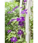 Waldrebe 'Warszawska Nike' - Clematis 'Warszawska Nike'