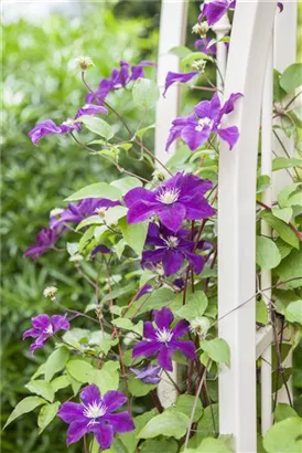 Waldrebe 'Warszawska Nike' - Clematis 'Warszawska Nike'