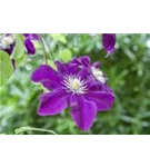 Waldrebe 'Warszawska Nike' - Clematis 'Warszawska Nike'