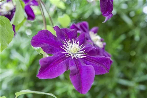 Waldrebe 'Warszawska Nike' - Clematis 'Warszawska Nike'