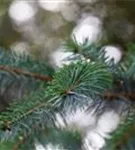 Serbische Fichte - Picea omorika