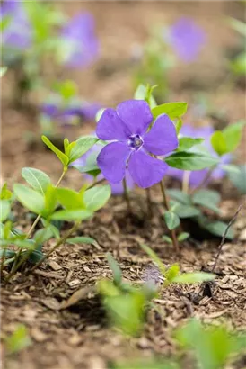 Immergrün 'Bowles' - Vinca minor 'Bowles'