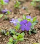 Immergrün 'Bowles' - Vinca minor 'Bowles'