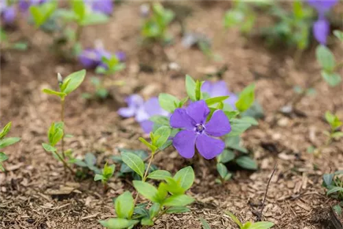 Immergrün 'Bowles' - Vinca minor 'Bowles'