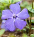 Immergrün 'Bowles' - Vinca minor 'Bowles'