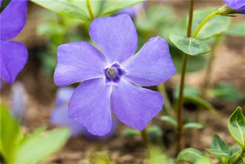 Immergrün 'Bowles' - Vinca minor 'Bowles'