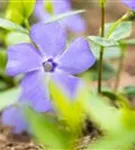 Immergrün 'Bowles' - Vinca minor 'Bowles'