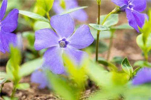 Immergrün 'Bowles' - Vinca minor 'Bowles'