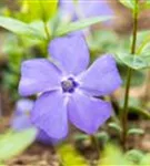 Immergrün 'Bowles' - Vinca minor 'Bowles'