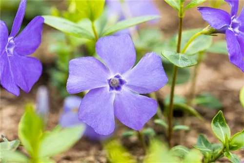 Immergrün 'Bowles' - Vinca minor 'Bowles'