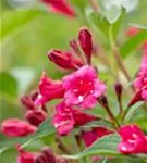 Weigelie 'Bristol Ruby' - Weigela 'Bristol Ruby'