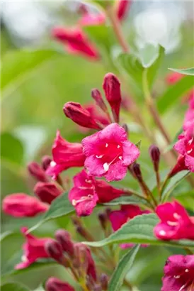 Weigelie 'Bristol Ruby' - Weigela 'Bristol Ruby'