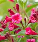 Weigelie 'Bristol Ruby' - Weigela 'Bristol Ruby'