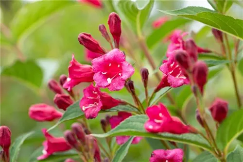 Weigelie 'Bristol Ruby' - Weigela 'Bristol Ruby'