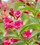 Weigelie 'Bristol Ruby' - Weigela 'Bristol Ruby'