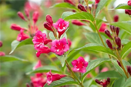 Weigelie 'Bristol Ruby' - Weigela 'Bristol Ruby'