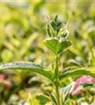 Buntblättr.Weigelie - Weigela florida 'Nana Variegata'