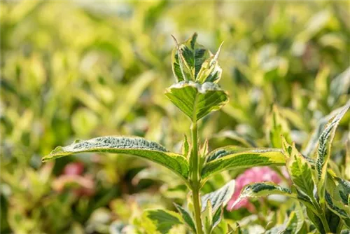 Buntblättr.Weigelie - Weigela florida 'Nana Variegata'