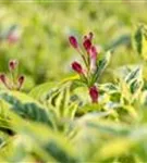 Buntblättr.Weigelie - Weigela florida 'Nana Variegata'