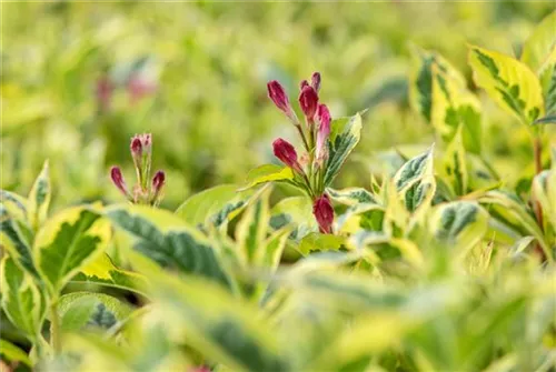 Buntblättr.Weigelie - Weigela florida 'Nana Variegata'