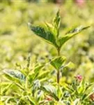 Buntblättr.Weigelie - Weigela florida 'Nana Variegata'