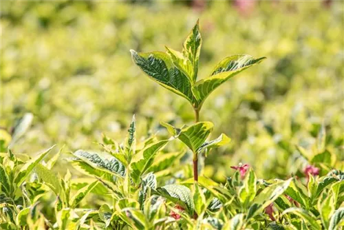 Buntblättr.Weigelie - Weigela florida 'Nana Variegata'