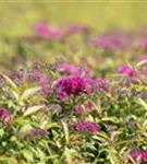 Rote Sommerspiere - Spiraea japonica 'Anthony Waterer'