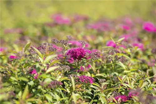 Rote Sommerspiere - Spiraea japonica 'Anthony Waterer'