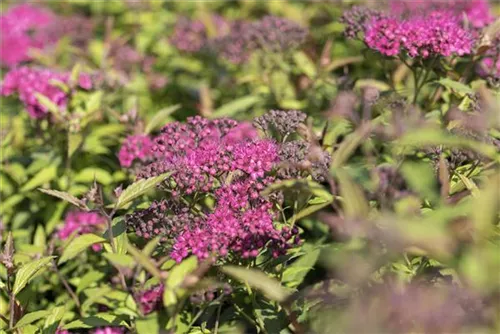 Rote Sommerspiere - Spiraea japonica 'Anthony Waterer'