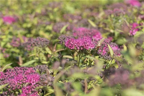 Rote Sommerspiere - Spiraea japonica 'Anthony Waterer'