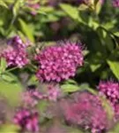 Rote Sommerspiere - Spiraea japonica 'Anthony Waterer'