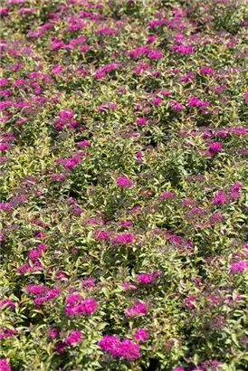 Rote Sommerspiere - Spiraea japonica 'Anthony Waterer'