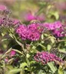 Rote Sommerspiere - Spiraea japonica 'Anthony Waterer'