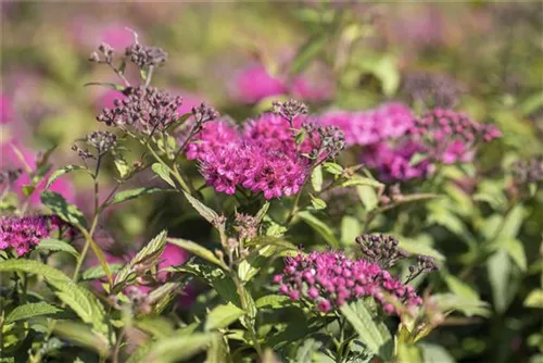 Rote Sommerspiere - Spiraea japonica 'Anthony Waterer'