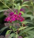 Rote Sommerspiere - Spiraea japonica 'Anthony Waterer'